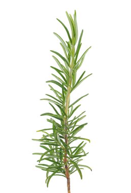 Beyaz arka planda izole edilmiş biberiye, Salvia Rosmarinus