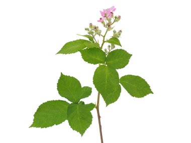 Himalaya böğürtleni beyaz arka planda izole edilmiş, Rubus armeniacus