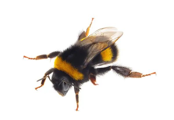 Kabarık kuyruklu yaban arısı beyaz arka planda izole edilmiş, Bombus Terrestris