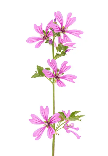 Beyaz arkaplanda yaygın mallow izole, Malva sylvestris