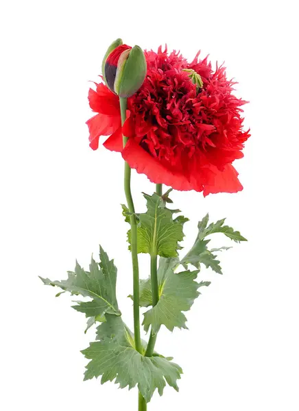 Afyon haşhaşı beyaz arka planda izole edilmiş, Papaver somniferum