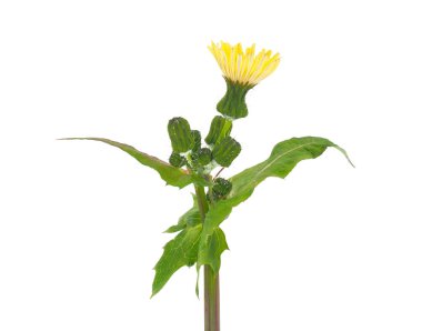Common sowthistle isolated on white background, Sonchus oleraceus clipart