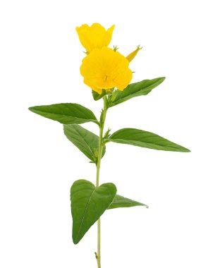 Beyaz arka planda izole edilmiş yaygın akşam çiçeği, Oenothera biennis