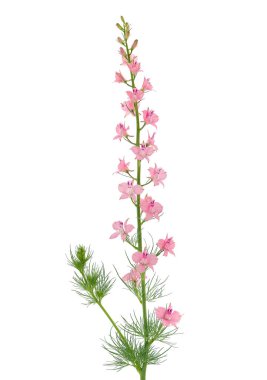 Doğulu şövalyeler beyaz arka planda, Consolida Orientalis 'te izole edildiler.