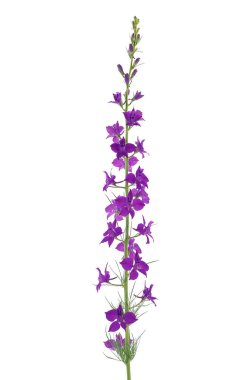 Doğulu şövalyeler beyaz arka planda, Consolida Orientalis 'te izole edildiler.