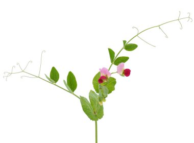 Pea plant isolated on white background, Pisum sativum clipart