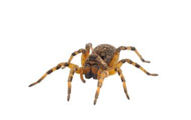 Beyaz arka planda izole edilmiş Çin kurt örümceği, Lycosa singoriensis