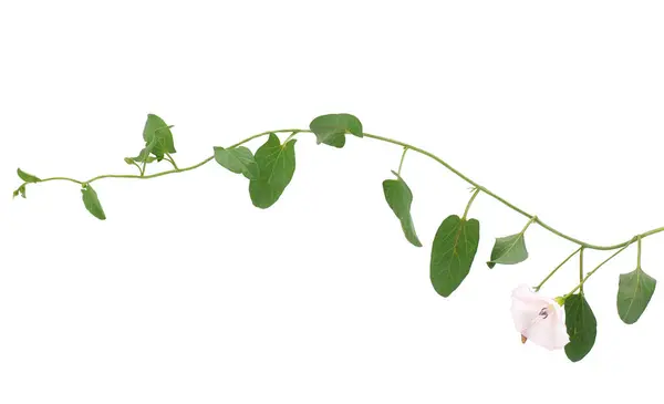 stock image Field bindweed isolated on white background, Convolvulus arvensis