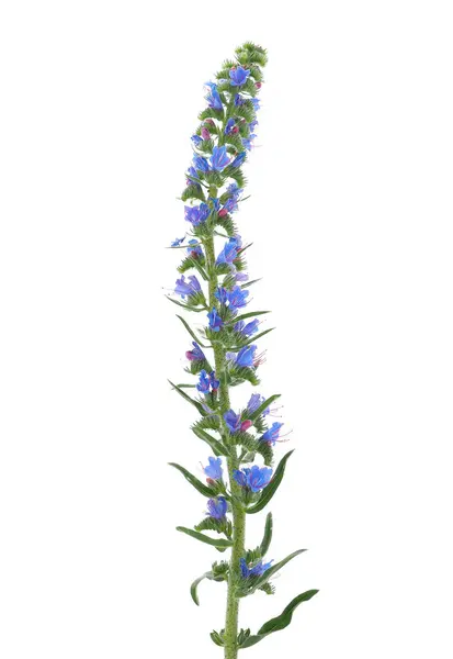 Engerekler beyaz arkaplanda izole edildi, Echium vulgare