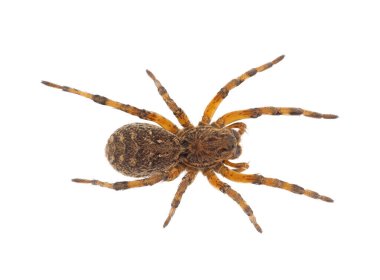 Beyaz arka planda izole edilmiş Çin kurt örümceği, Lycosa singoriensis
