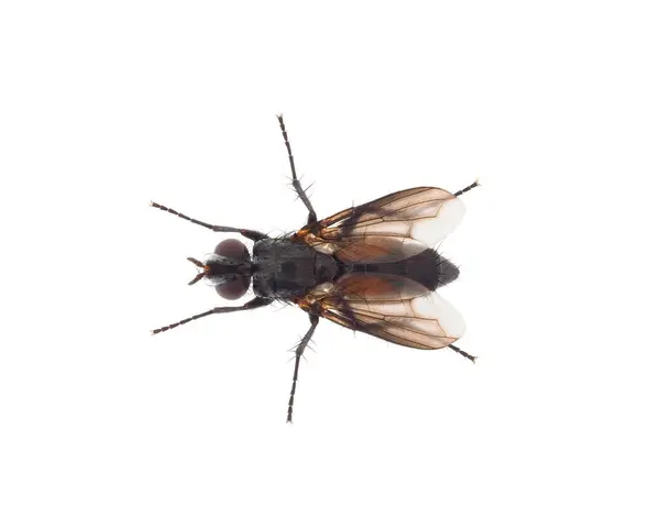 Beyaz arka planda izole edilmiş taşikardi sineği, Eriothrix rufomaculata