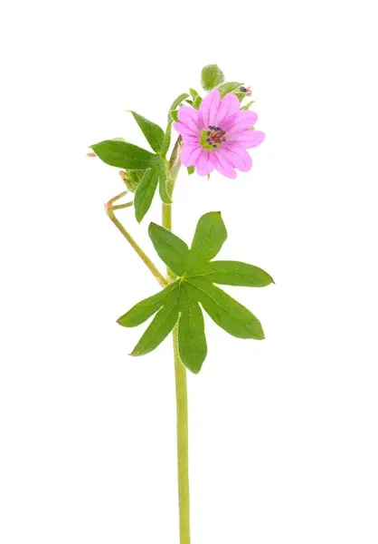 Beyaz arka planda küçük sardunya, Geranium pusillum