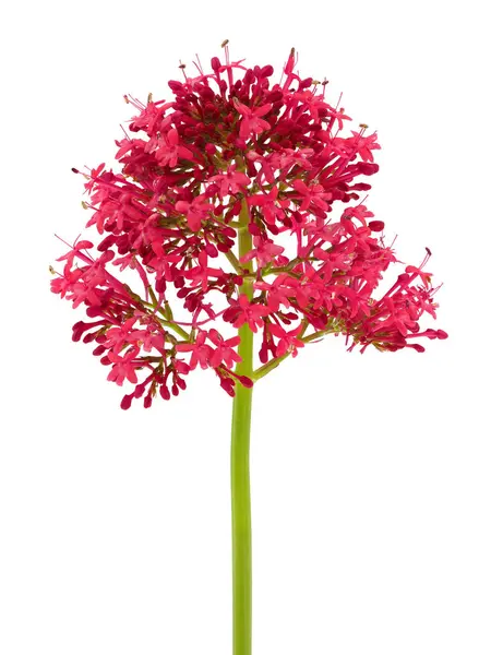 Beyaz arka planda kırmızı kediotu, Centranthus ruber