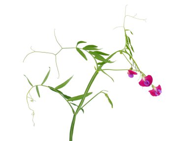 Beyaz arka planda izole İspanyol çiçek tomurcukları, Lathyrus clymenum