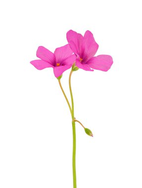 Pink-sorrel isolated on white background, Oxalis articulata clipart