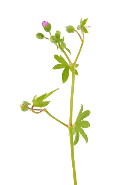 Beyaz arka planda küçük sardunya, Geranium pusillum