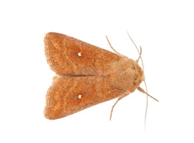 White-point moth isolated on white background, Mythimna albipunctata clipart