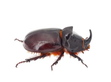 Avrupa gergedan böceği beyaz arka planda izole edilmiş, Oryctes nasicornis erkek