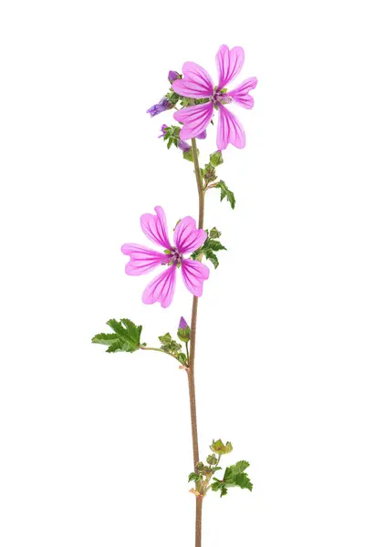 Beyaz arka planda yalıtılmış sert marshmallow bitkisi, Malva setigera