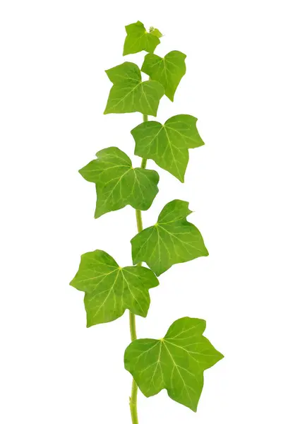 Beyaz arkaplanda izole edilmiş yaygın sarmaşık, Hedera sarmaşığı