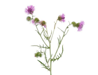 Mor süt devedikeni bitkisi beyaz arka planda izole edilmiş, Galactites tomentosus