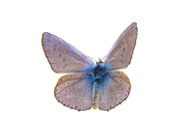 Beyaz arka planda izole edilmiş ortak mavi kelebek, Polyommatus icarus