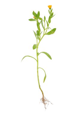 Beyaz arka planda bulunan kadife çiçeği bitkisi, Calendula arvensis