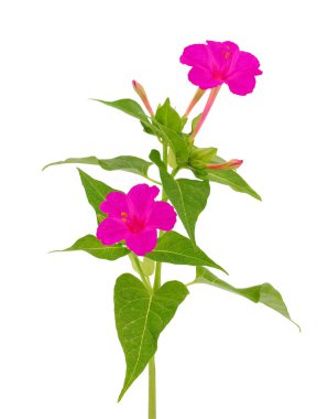 Peru bitkisinin mucizesi beyaz arka planda izole, Mirabilis jalapa