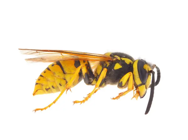 Beyaz arka planda yaban arısı, Vespula germanica