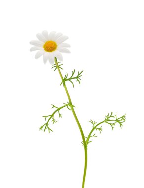 Dark chamomile plant isolated on white background, Chamaemelum fuscatum clipart