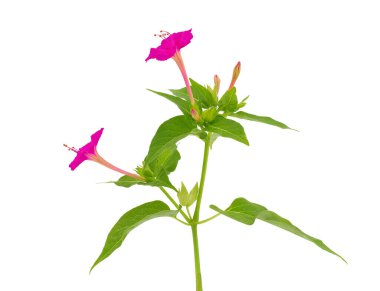 Peru bitkisinin mucizesi beyaz arka planda izole, Mirabilis jalapa