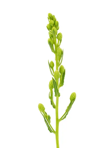 Beyaz arka planda izole edilmiş sahte sarı başlıklı çiçek tomurcukları, Dittrichia viscosa