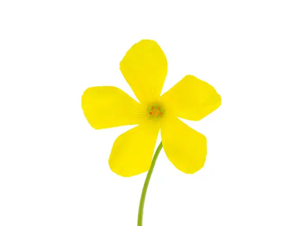 stock image Bermuda buttercup flower isolated on white background, Oxalis pes-caprae