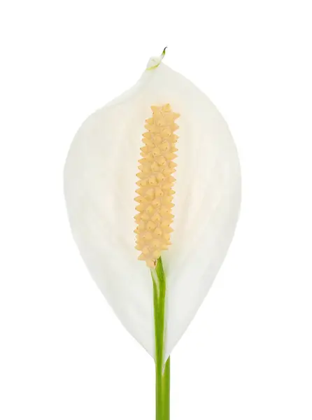 stock image Peace lily flower isolated on white background, Spathiphyllum wallisii