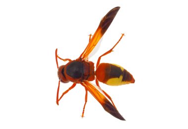 Akdeniz burunlu çömlekçi arısı beyaz arka planda izole edilmiş, Rhynchium oculatum