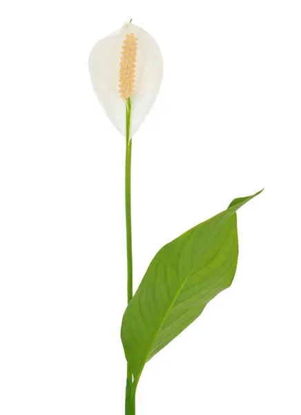 Beyaz arka planda izole edilmiş barış çiçekleri, Spatthiphyllum wallisii