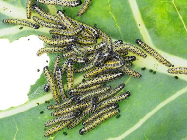 Karnabahar yaprağı yiyen büyük beyaz tırtıllar, Pieris sutyen.