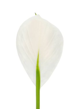 Beyaz arka planda izole edilmiş barış çiçekleri, Spatthiphyllum wallisii
