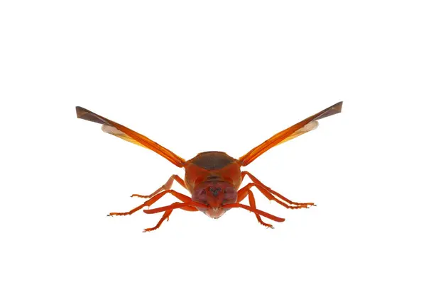 Akdeniz burunlu çömlekçi arısı beyaz arka planda izole edilmiş, Rhynchium oculatum