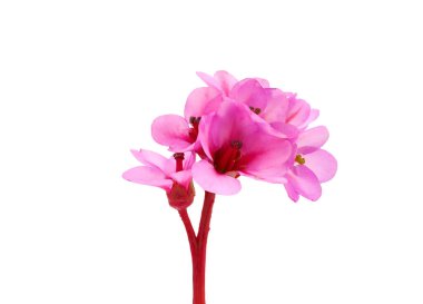 Blossoming leather bergenia isolated on white background, Bergenia crassifolia clipart