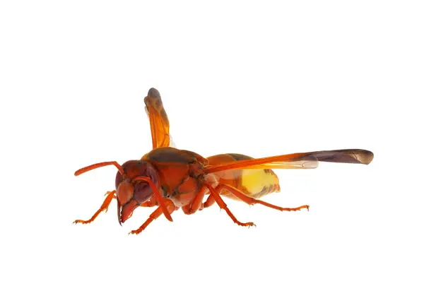 Akdeniz burunlu çömlekçi arısı beyaz arka planda izole edilmiş, Rhynchium oculatum