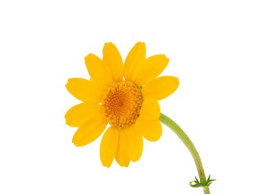 Yellow Anacyclus flower isolated on white background, Anacyclus radiatus clipart