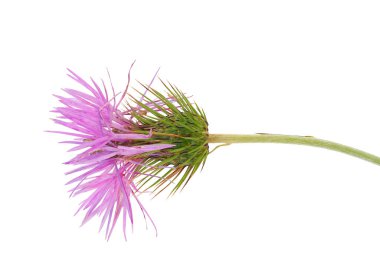 Spear thistle flower isolated on white background, Cirsium vulgare clipart