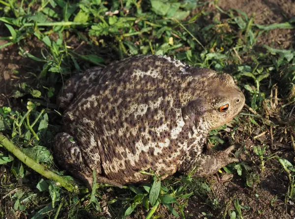 Yerde oturan sıradan kurbağa, Bufo bufo