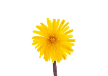 Hawkweed oxtongue flower isolated on white background, Picris hieracioides clipart