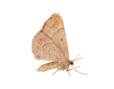 Mallow moth isolated on white background, Larentia clavaria clipart