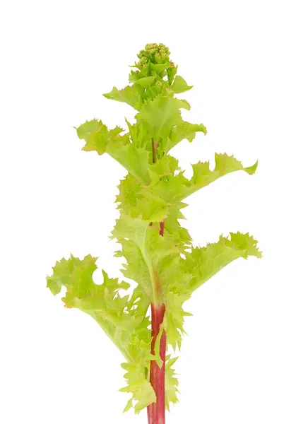 Beyaz arka planda bulunan otlatıcı marul bitkisi, Lactuca sativa