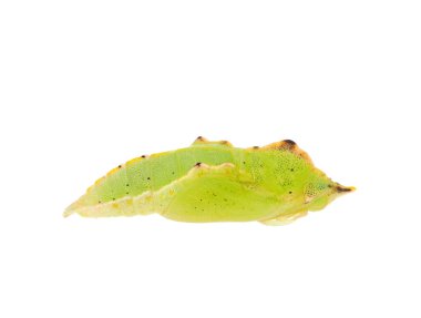 Beyaz arka planda küçük beyaz pupa, Pieris rapae