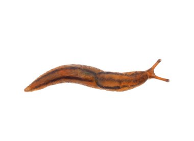 Beyaz arka planda izole edilmiş çizgili sera mermisi Ambigolimax valentianus