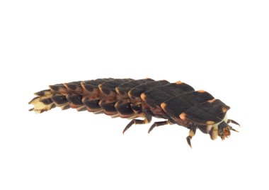 Beyaz arka planda izole edilmiş yaygın alev böceği, Lampyris noctiluca larvası